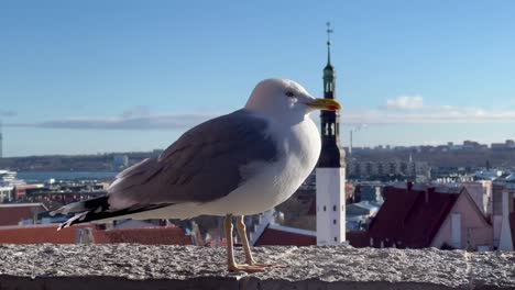 Curious-Seagulls-Gazing-at-the-camera-in-Charming-Old-Town-of-Tallinn,-Estonia