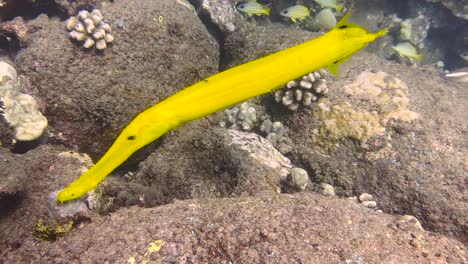 Nahaufnahme-Eines-Gelben-Chinesischen-Trompetenfisches,-Der-Auf-Dem-Korallenriff-Unter-Wasser-Auf-Der-Suche-Nach-Nahrung-Schwimmt
