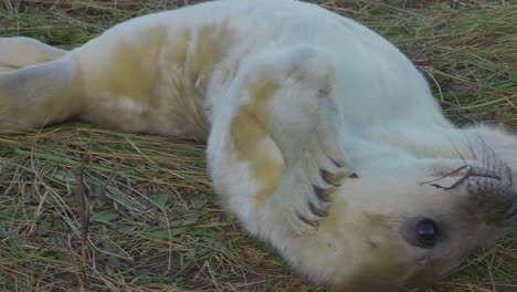 Breeding-season-for-Atlantic-Grey-seals,-revealing-newborn-pups-with-white-fur,-mothers-nurturing-and-bonding-in-the-warm-November-evening-sun