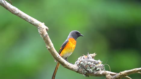 a-small-minivet-bird-is-feeding-its-young-in-its-nest