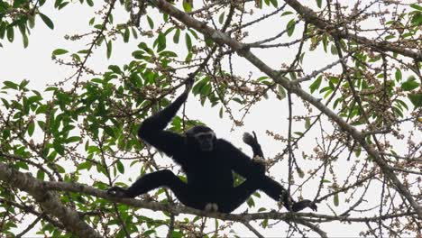 Holding-tight-on-a-branch-then-drops-its-left-hand-spreading-its-fingers-looking-at-them-while-sitting-on-a-branch-spreading-its-legs-to-balance,-Pileated-Gibbon-Hylobates-pileatus,-Thailand