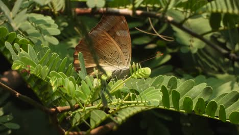 Schmetterling-Entspannt-Sich-Auf-Blättern-Und-Findet-Nahrung