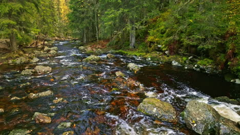 Fluss-Fließt-Umgeben-Von-Einem-Herbstwald-In-Schweden---Rückzug-Aus-Der-Luft