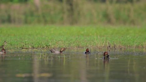 Common-pochard-ducks-feeding-in-wetland