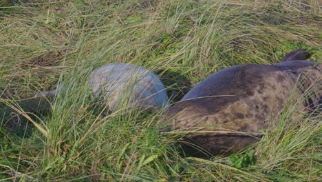 Atlantic-Grey-seal-breeding-season:-adorable-newborns-with-white-fur,-mothers-nurturing,-soaking-in-the-warm-November-sun