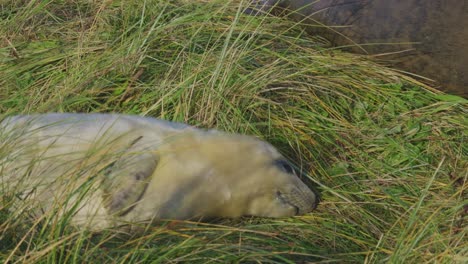 Atlantic-Grey-seals-in-breeding-season,-newborn-pups-with-white-fur,-mothers-nurturing-and-bonding-in-the-warm-November-evening-sun
