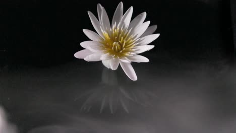 White-lily-reflection-in-mirror-water-with-mystic-swirling-fog,-slow-motion-dark-background