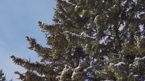 Schnee-Weht-Schneebedeckte-Zedernbäume,-Waldlandschaft