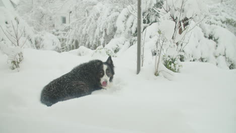Medium-wide-shot-of-a-cute-dog-eating-snow-outside
