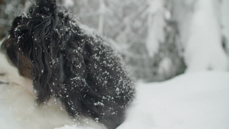 Close-up-shot-of-cute-Australian-shepherd-in-the-snow