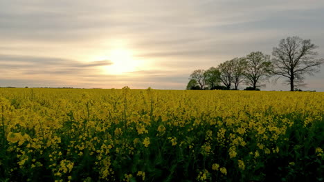 Feld-Gelber-Rasselblumen-Bei-Sonnenuntergang-Hinter-Wolken-In-Ländlicher-Gegend