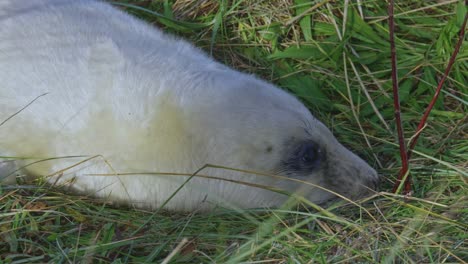 In-the-Atlantic-grey-seal-breeding-season,-newborn-pups-with-white-fur-bond-with-mothers-in-the-warm-November-sun