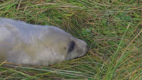 Atlantic-Grey-seal-breeding-season:-adorable-newborns-with-white-fur,-mothers-nurturing,-soaking-in-the-warm-November-sun