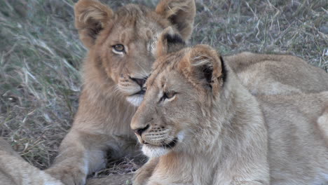Close-up-zoom-in-shot-of-lion-cubs-resting,-Kruger-National-Park