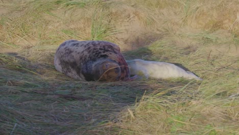 Atlantic-Grey-seal-breeding-season,-newborn-pups-with-white-fur,-mothers-nurturing-and-bonding-in-the-warm-November-evening-sunlight