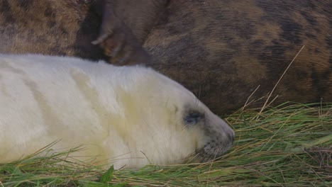 Breeding-season-for-Atlantic-grey-seals:-newborn-pups-with-white-fur,-mothers-suckling,-stroking,-and-bonding-in-the-warm-November-sun