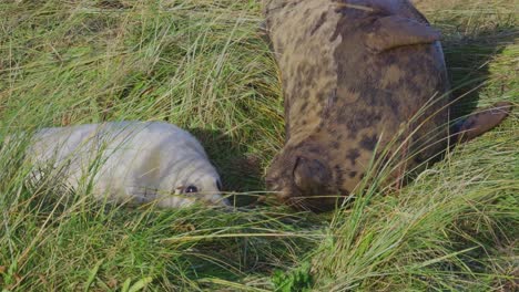 Breeding-season-for-Atlantic-Grey-seals,-newborn-pups-with-white-fur,-mothers-nurturing-and-bonding-in-the-warm-November-evening-sun