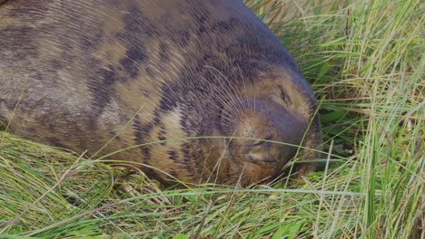 Breeding-season-for-Atlantic-Grey-seals,-newborn-pups-with-white-fur,-mothers-nurturing,-basking-in-the-warm-November-sun