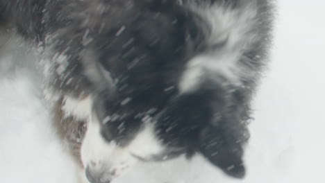 Handheld-Actionaufnahme-Eines-Hundes,-Der-Im-Schnee-Gräbt-Und-Einen-Apfel-Findet