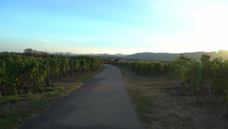 Road-Leading-to-Vineyards-in-Bergheim-Outskirts-During-Sunny-Evening