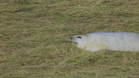 In-the-Atlantic-grey-seal-breeding-season,-newborn-pups-with-white-fur-bond-with-mothers,-nurtured-in-the-warm-November-sun