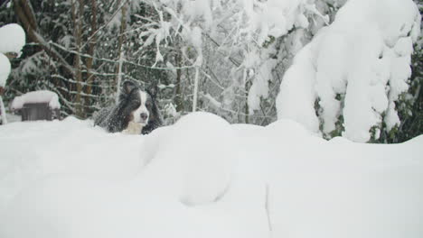 Wide-shot-of-a-dog-lying-in-the-snow