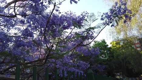 Branches-and-Tree-of-Jacaranda-Lilac-Violet-Flowers-Buenos-Aires-City-Skyline-in-Urban-Park-at-Flores-Neighborhood