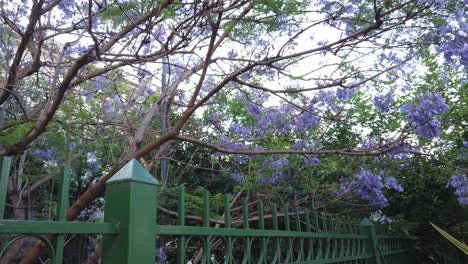 Violet-Jacaranda-Flowers-Tree-Green-Fence-Urban-Plaza-Park-Buenos-Aires-City-Argentine-Landscape