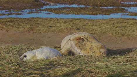 Breeding-season-for-Atlantic-Grey-seals,-newborn-pups-with-white-fur,-mothers-nurturing,-enjoying-the-warm-November-sun