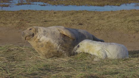 Atlantic-Grey-seal-breeding-season,-newborn-pups-with-white-fur,-mothers-nurturing-and-bonding-in-the-warm-November-evening-sun