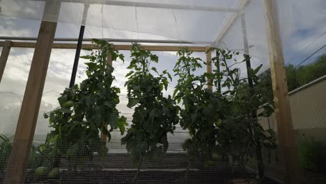 Tomato-plants-growing-up-trellis.