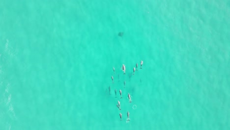 Aerial-video-of-dolphin-pod-swimming-in-shallow-ocean-waters,-breaching-and-searching-in-tropical-north-queensland,-Australia
