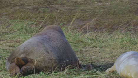 Atlantic-Grey-seal-breeding-season,-newborn-pups-with-white-fur,-mothers-nurturing-and-bonding-in-the-warm-November-evening-sunlight