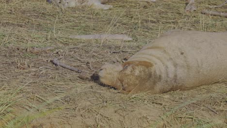 Atlantic-Grey-seal-breeding-season,-newborn-pups-with-white-fur,-mothers-nurturing-and-bonding-in-the-warm-November-evening-sun