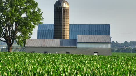 Green-cornfield