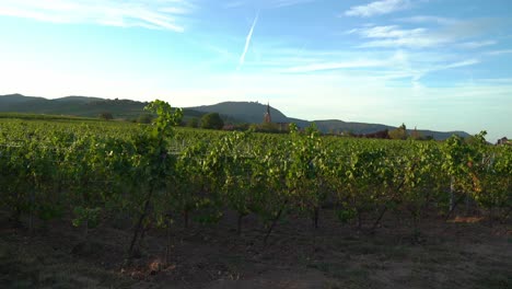 Church-As-Seen-From-the-Vineyards-in-Bergheim-Outskirts-During-Sunny-Evening