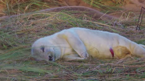 Atlantic-grey-seal-breeding-season-features-newborn-pups-with-white-fur,-receiving-affection-from-mothers-in-the-November-evening-sun