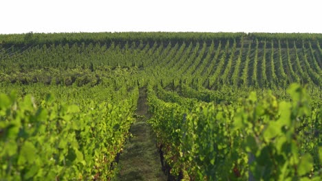 Vineyards-Rows-Growing-on-the-Hills-of-Hunawihr-Outskirts-in-Eastern-France