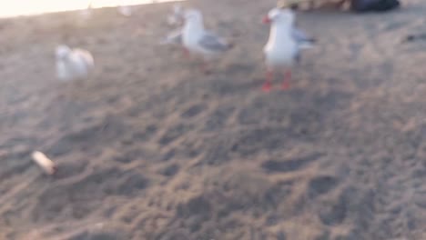 Macro-view-of-a-chip-being-fed-to-seagulls-at-the-beach