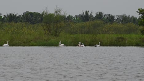 Meeting-in-the-middle-then-they-went-their-own-ways-as-one-flaps-its-wings-and-shakes-then-follows-to-the-right,-Spot-billed-Pelican-Pelecanus-philippensis,-Thailand