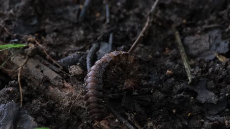 Slowly-moving-down-and-to-the-left-foraging-for-some-food-on-the-forest-ground,-Millipede,-Orthomorpha,-Thailand