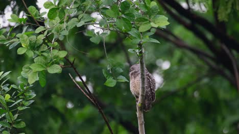 Eyes-closing-facing-to-the-left-then-suddenly-turns-its-head-to-the-right,-Spotted-Owlet-Athene-brama,-Thailand