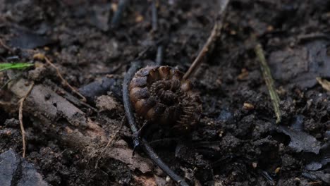 Resting-curled-up-in-the-middle-of-the-ground-as-the-camera-zooms-out-revealing-the-whole-picture,-Millipede,-Orthomorpha,-Thailand