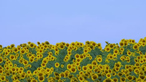 Planted-on-a-hilly-location-where-the-sky-is-also-the-background-as-they-move-with-the-wind,-Common-Sunflower-Helianthus-annuus,-Thailand