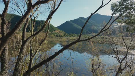 Vuelo-De-Drones-A-Través-De-árboles-En-La-Costa-Del-Mágico-Paisaje-Del-Ecosistema-De-Humedales-En-La-Escarpada-Y-Salvaje-Isla-Sur-De-Nueva-Zelanda-Aotearoa