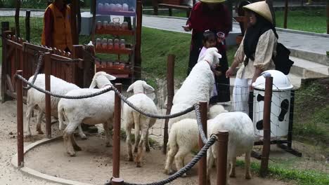 Goats-and-sheep-in-open-pens-surrounded-by-visitors-provide-education-for-children