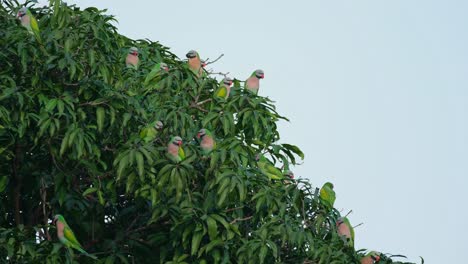 Seen-on-the-round-side-of-the-tree-in-a-flock-while-an-individual-flies-up-to-perch-inside-the-foliage,-Red-breasted-Parakeet-Psittacula-alexandri,-Thailand