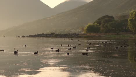 Flying-towards-group-birds-swimming-at-Lake-Atitlan-during-sunrise,-aerial