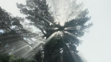 Looking-up-at-giant-tree-with-beautiful-rays-of-sunlight-filtering-through-forest-canopy-in-moody,-misty-environment-whilst-hiking-outdoors-through-wilderness