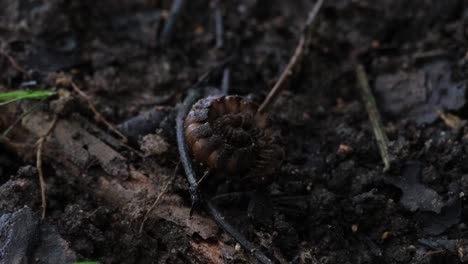 Curled-together-to-pretend-to-be-part-of-the-habitat-and-also-protecting-itself-with-its-heavy-armour-while-some-insects-move-around,-Millipede,-Orthomorpha,-Thailand